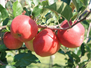 Jabłoń ,Malus domestica ' karłowa JONAGOLD DECOSTA