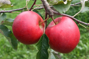 Jabłoń ,Malus domestica ' karłowa JONAGORED