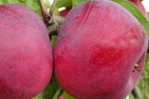 Jabłoń ,Malus domestica ' karłowa LOBO