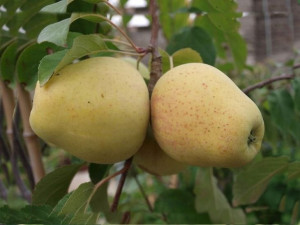 Jabłoń ,Malus domestica ' karłowa MUTSU