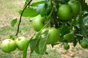 Jabłoń ,Malus domestica ' karłowa PAPIERÓWKA