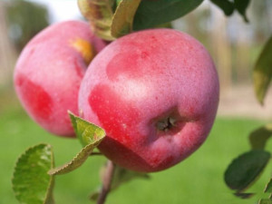 Jabłoń ,Malus domestica ' karłowa PAULARED