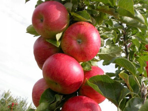 Jabłoń ,Malus domestica ' karłowa RAJKA