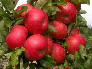 Jabłoń ,Malus domestica ' karłowa STARKING