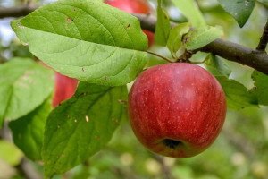 Jabłoń ,Malus domestica ' karłowa TITÓWKA