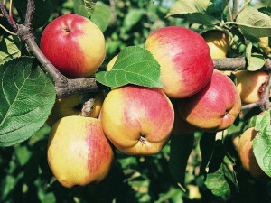 Jabłoń ,Malus domestica ' karłowa WITOS