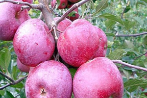 Jabłoń ,Malus domestica ' MALINÓWKA Stara odmiana