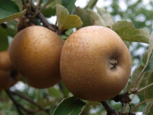 Jabłoń ,Malus domestica' SZARA RENETA Stara odmia.