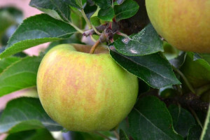 Jabłoń ,Malus domestica' ZŁOTA RENETA Stara odmia.