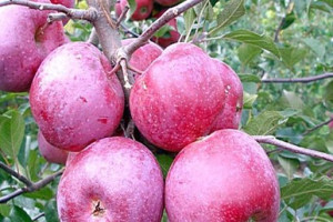 Jabłoń karłowa Malus domestica ''Malinówka Ober.'