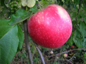 Jabłoń karłowa Malus domestica 'Boiken'