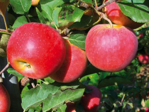 Jabłoń karłowa Malus domestica 'Booskop'