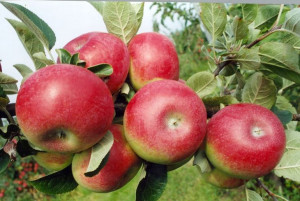 Jabłoń karłowa Malus domestica 'Delikates'