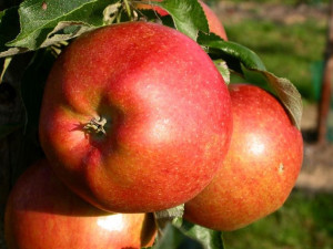 Jabłoń karłowa Malus domestica 'Koksa Pomarańczowa
