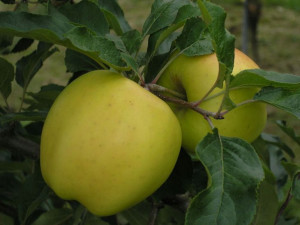 Jabłoń karłowa Malus domestica 'Kosztela'