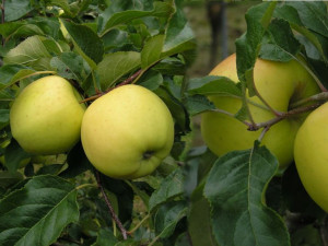 Jabłoń karłowa Malus domestica 'Papierówka'