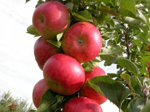 Jabłoń karłowa Malus domestica 'Rajka'