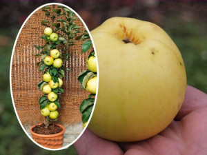 Jabłoń kolumnowa Malus 'Grafsztynek'