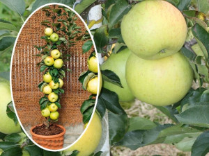 Jabłoń kolumnowa Malus 'Miodzianka'