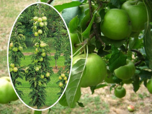 Jabłoń kolumnowa Malus 'Papierówka