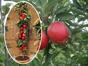 Jabłoń kolumnowa Malus 'Szampion'