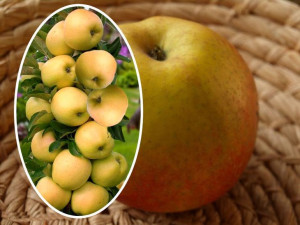 Jabłoń kolumnowa Malus 'Złota Reneta'