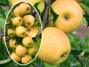 Jabłoń Malus 'Ananas' KOLUMNOWA
