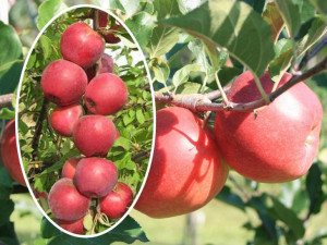 Jabłoń Malus 'Close' KOLUMNOWA