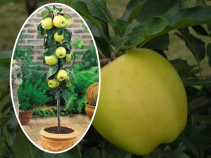 Jabłoń Malus 'Golden Delicious' KOLUMNOWA