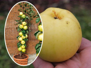 Jabłoń Malus 'Grafsztynek' KOLUMNOWA