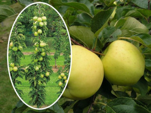 Jabłoń Malus 'Kosztela' KOLUMNOWA