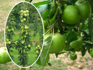 Jabłoń Malus 'Papierówka' KOLUMNOWA
