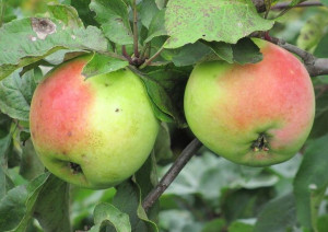 Jabłoń Malus domestica 'Close' KARŁOWA
