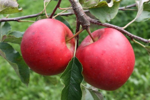 Jabłoń Malus domestica 'Fantazja' KARŁOWA