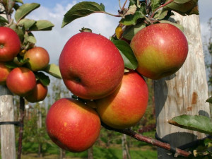 Jabłoń Malus domestica 'Genewa' KARŁOWA