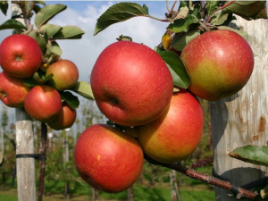 Jabłoń Malus domestica 'Gloster' KARŁOWA
