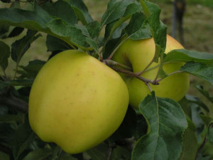 Jabłoń Malus domestica 'Golden Delicious' KARŁOWA