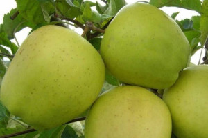 Jabłoń Malus domestica 'Kosztela' KARŁOWA