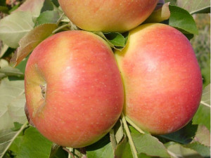 Jabłoń Malus domestica 'Królowa Renet' KARŁOWA