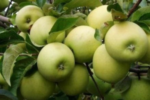 Jabłoń Malus domestica 'Miodzianka' KARŁOWA