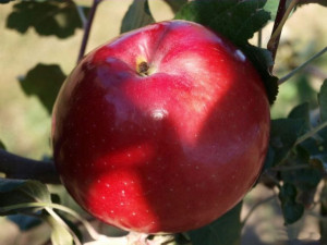Jabłoń Malus domestica 'Oliwka Czerwona' KARŁOWA