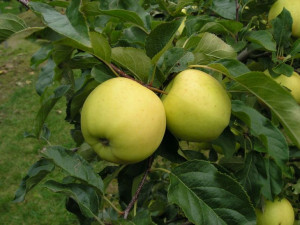 Jabłoń Malus domestica 'Oliwka Żółta' KARŁOWA