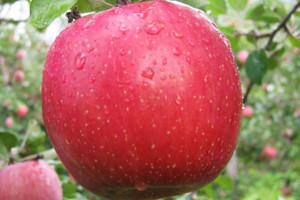 Jabłoń Malus domestica 'Szampion' KARŁOWA