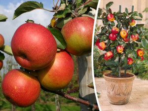 Jabłoń Mini , Malus ' LOBO