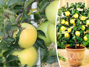 Jabłoń Mini , Malus ' MIODZIANKA