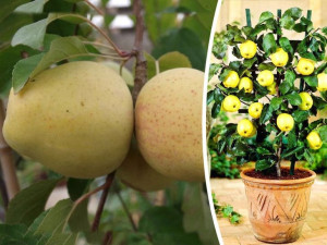 Jabłoń Mini , Malus ' MUTSU