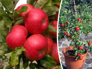 Jabłoń Mini , Malus ' STARKING