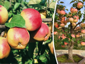 Jabłoń Mini , Malus ' WITOS