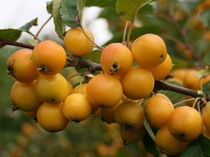 Jabłoń Ozdobna Malus tschonoskii 'Golden Hornet'