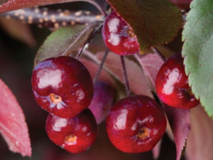 Jabłoń Ozdobna Malus tschonoskii 'Ola'